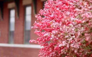 Andrea Conrad - Depot Bush