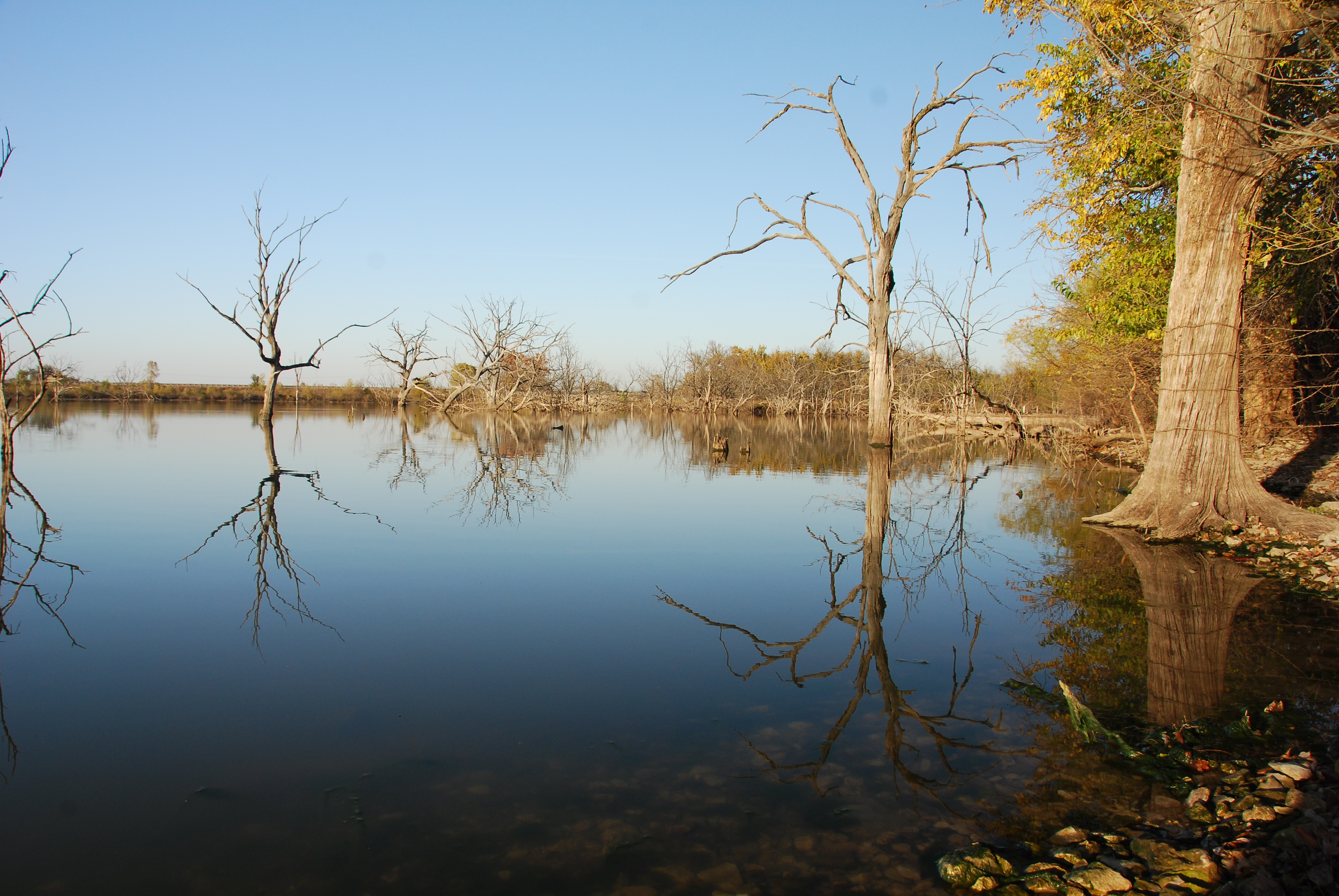 Lake with trees on shore