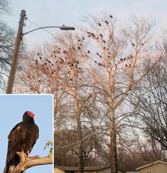 Turkey Vultures in tree